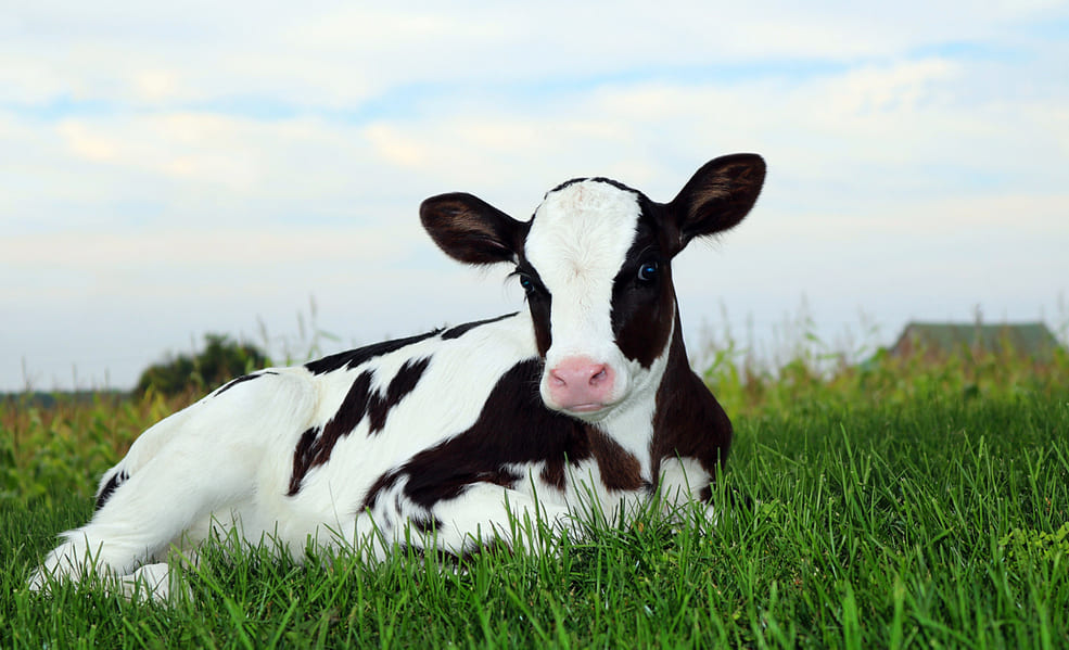 Q fever vaccine for animals an efficient tool to control the disease